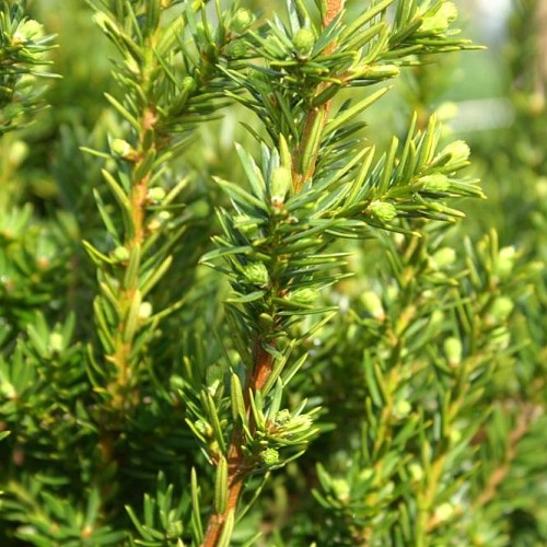Lime-green leaves with buds, light-brown stems.