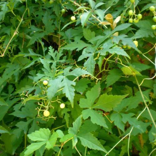 lime-yellow fruits with green leaves and lime stems