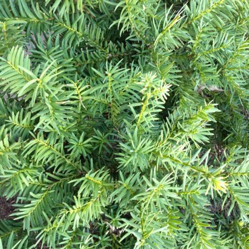 light-green leaves on lime stems