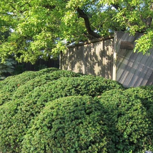 green bushes