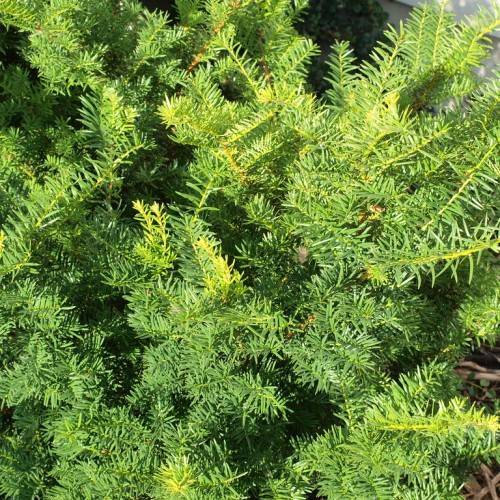 lime-green foliage with lime stems