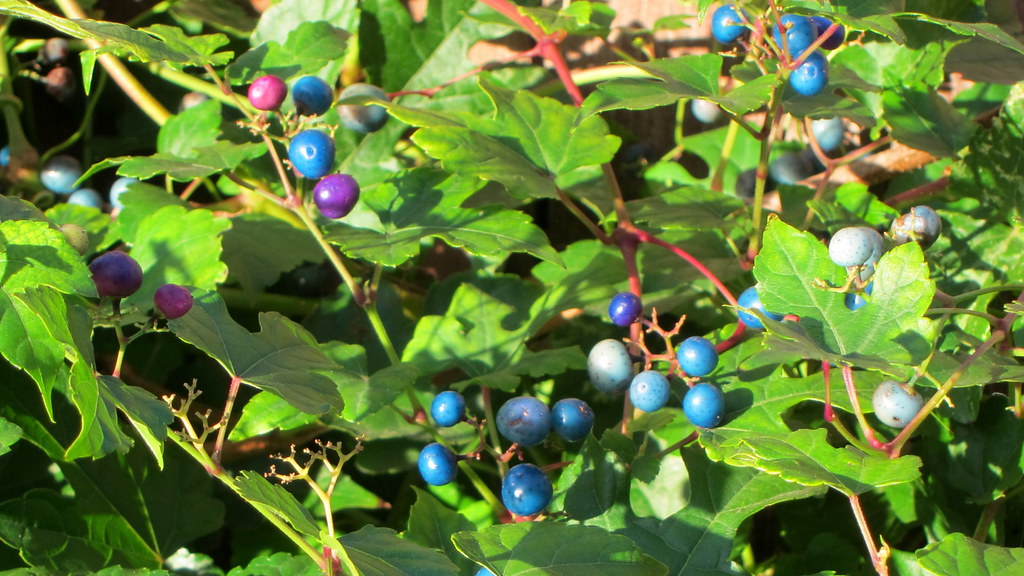 A cluster of small blue-purple-pink fruit on red-green stems and green leaves.