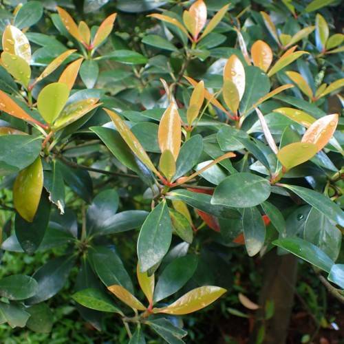 orange-green leaves on brown stems