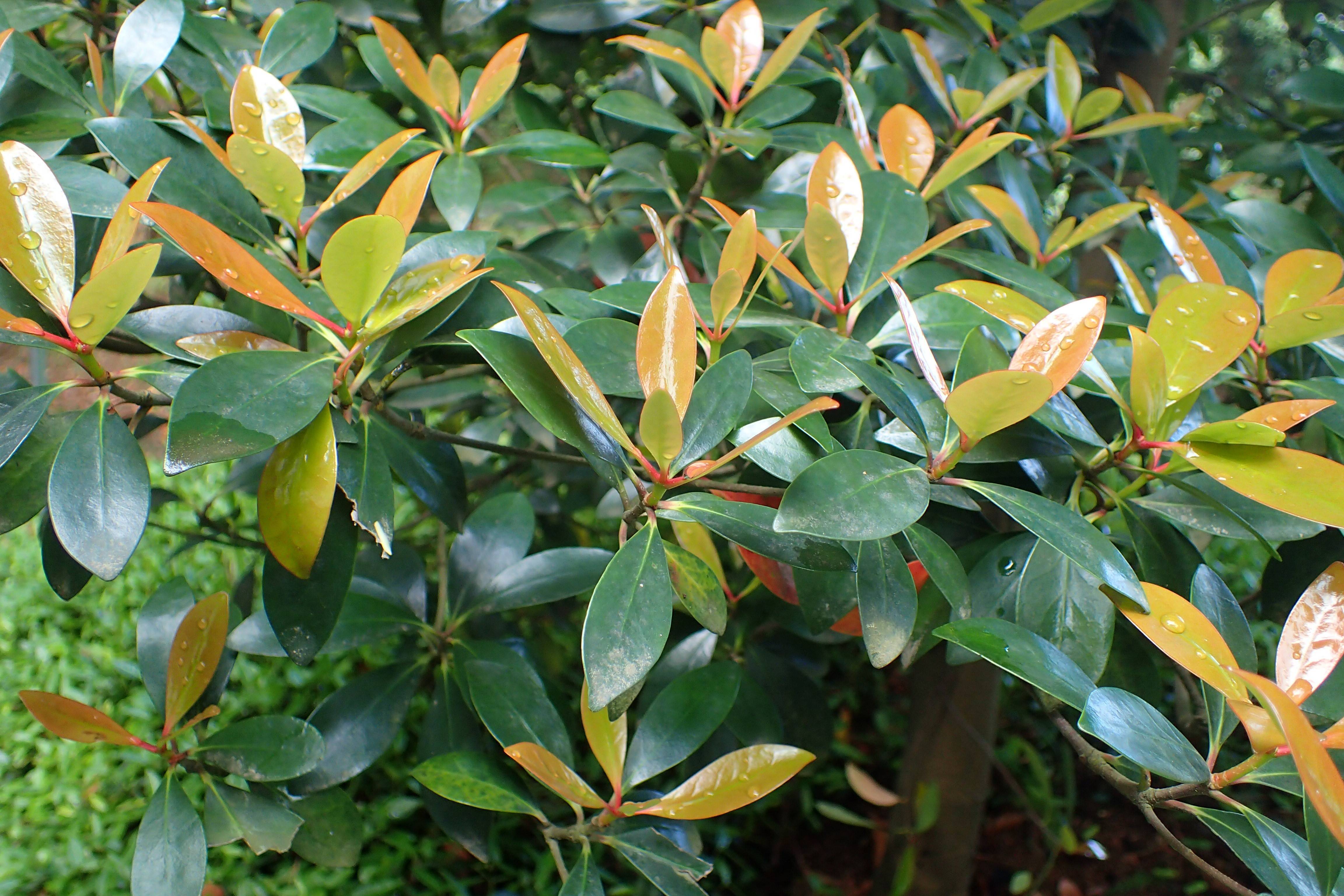 orange-green leaves on brown stems