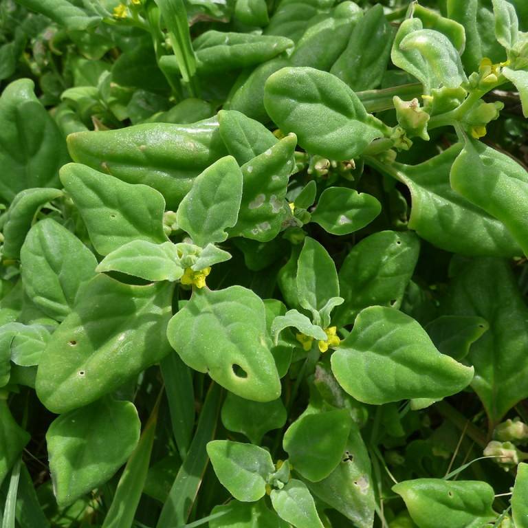 New Zealand Spinach Image