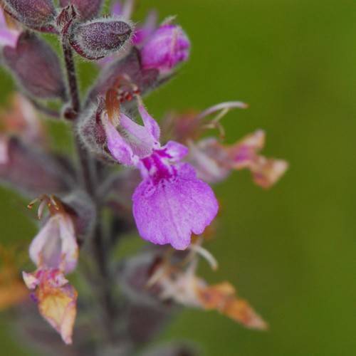purple-orange flowers with dark-purple foliage and stems