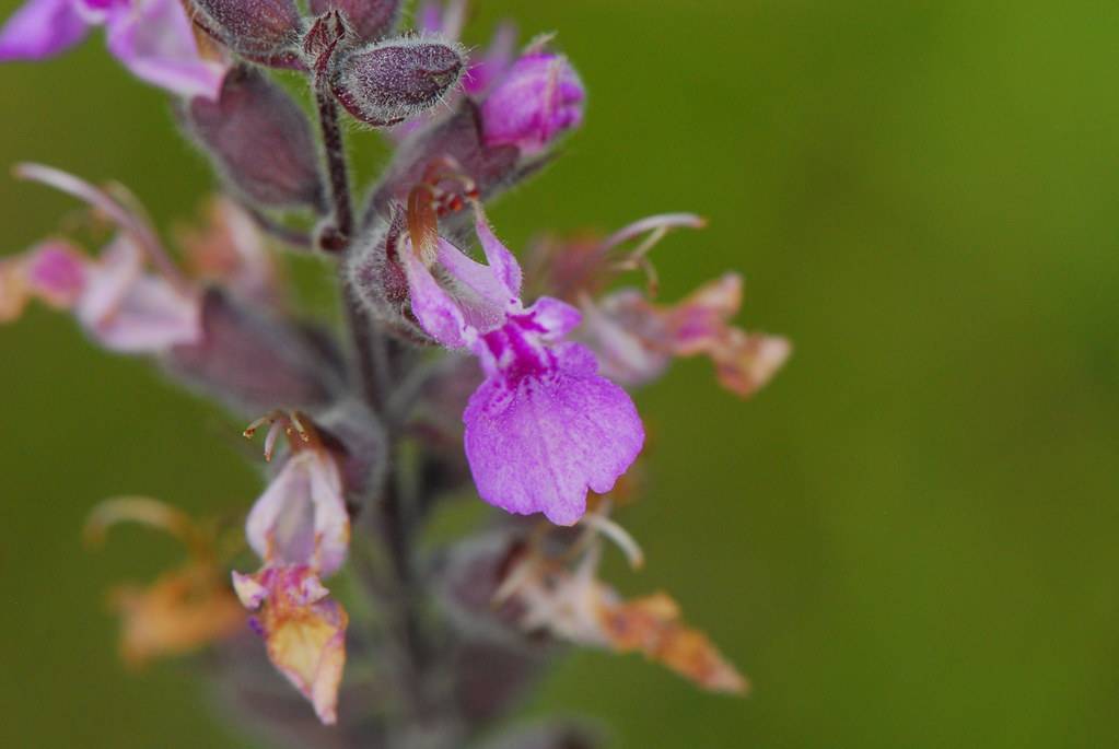 purple-orange flowers with dark-purple foliage and stems