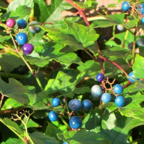 A cluster of small blue-purple-pink fruit on red-green stems and green leaves.