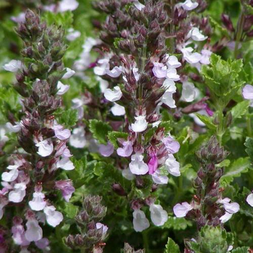 lavender-purple flowers with green-purple foliage and stems