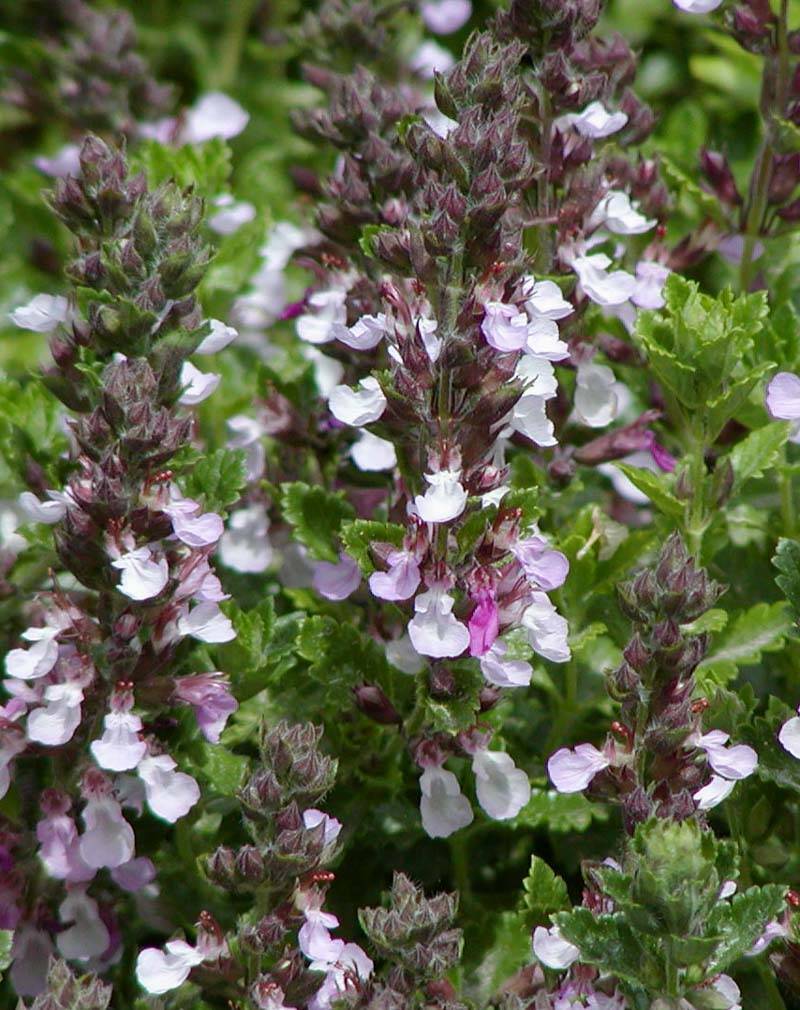 lavender-purple flowers with green-purple foliage and stems