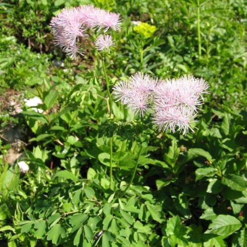 light-pink flowers with lime-green leaves and stems