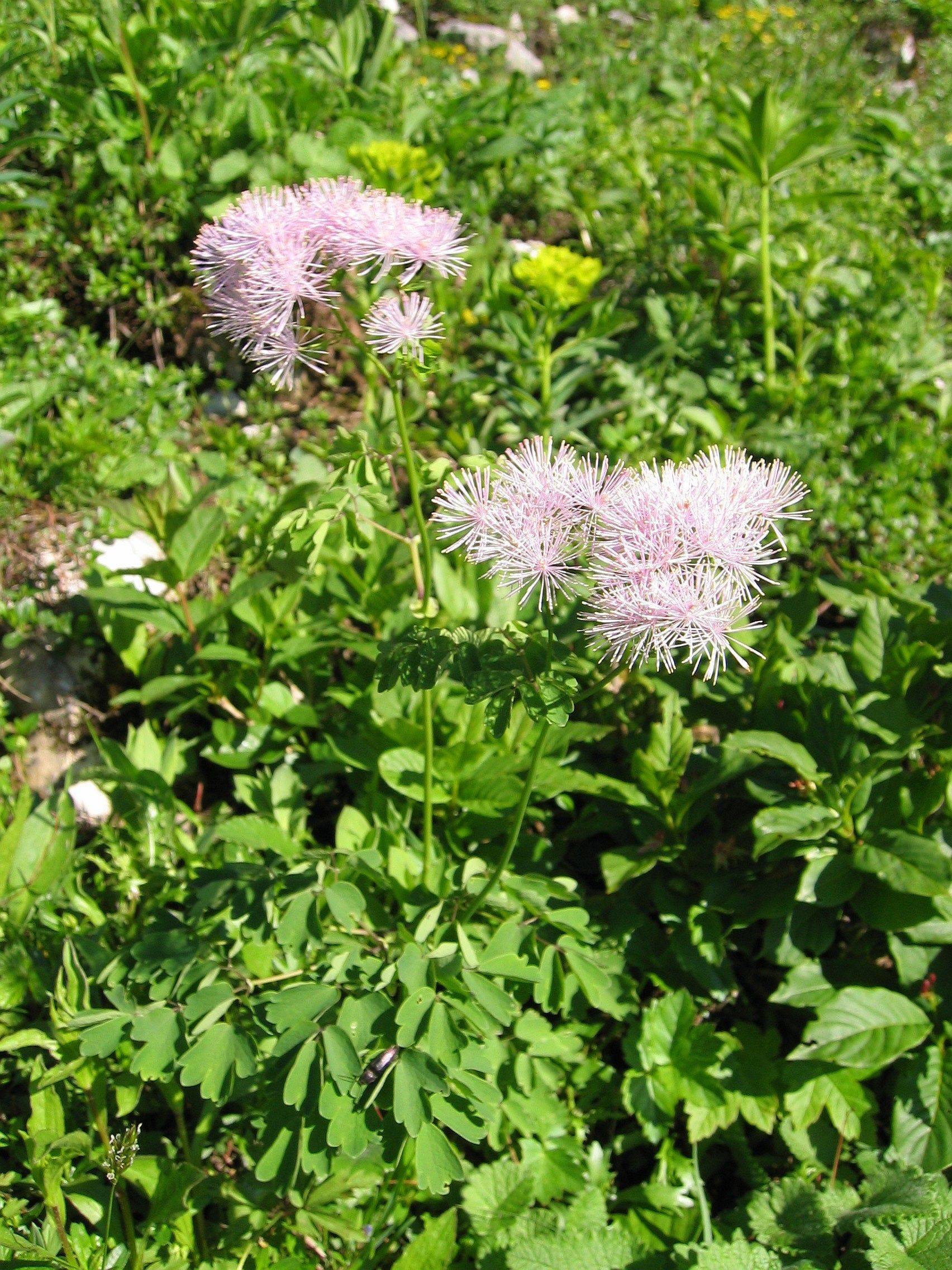 light-pink flowers with lime-green leaves and stems