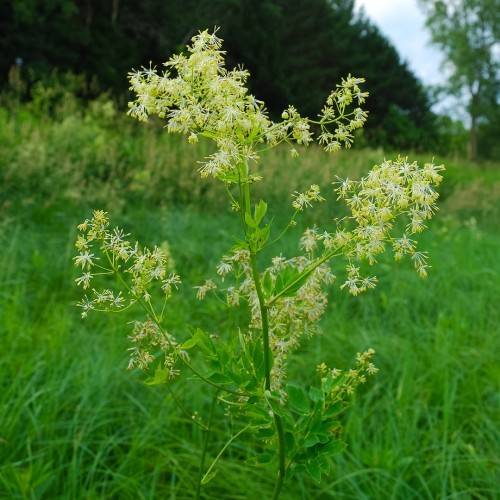 white-yellow flowers with lime-green leaves and stems