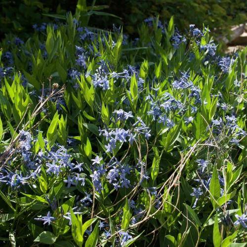 Blue flowers, atop thin green stems and green leaves.