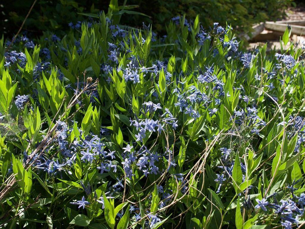 Blue flowers, atop thin green stems and green leaves.