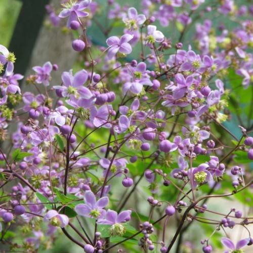 light-purple flowers with lime center and purple buds on dark-brown stems