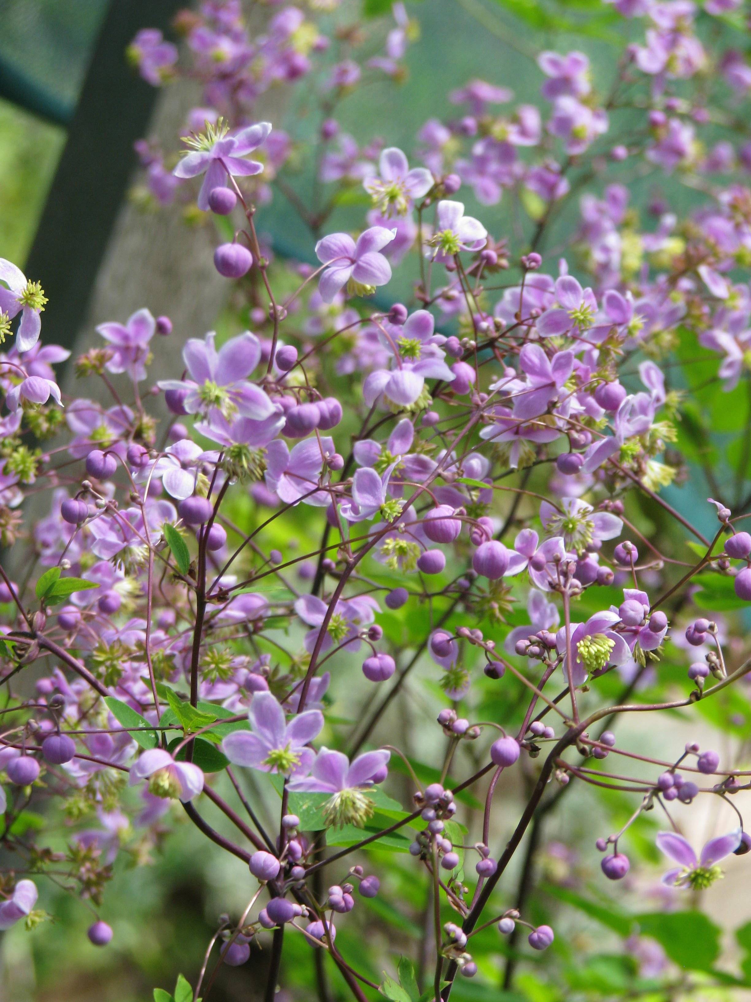 light-purple flowers with lime center and purple buds on dark-brown stems