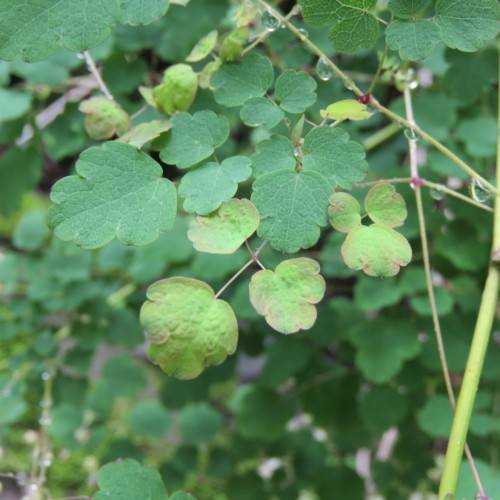 lime-pink leaves with green-beige stems