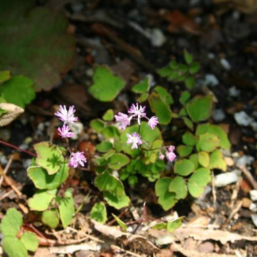 white-plum flowers, brown stems and lime-green leaves 
