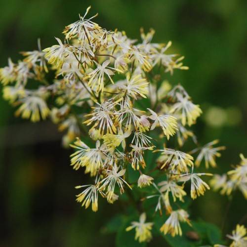 yellow-white flowers on dark-brown stems