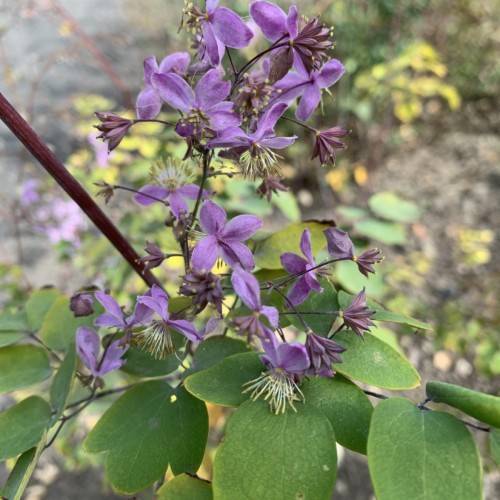 purple flowers, white-yellow stamens, dark-purple buds, green leaves and burgundy branches