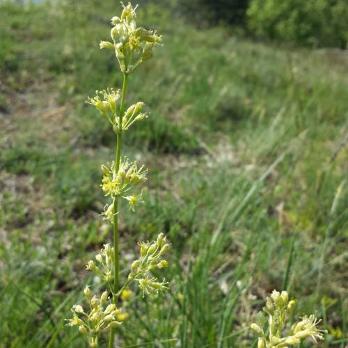 yellow-white flowers and buds 
on lime stems