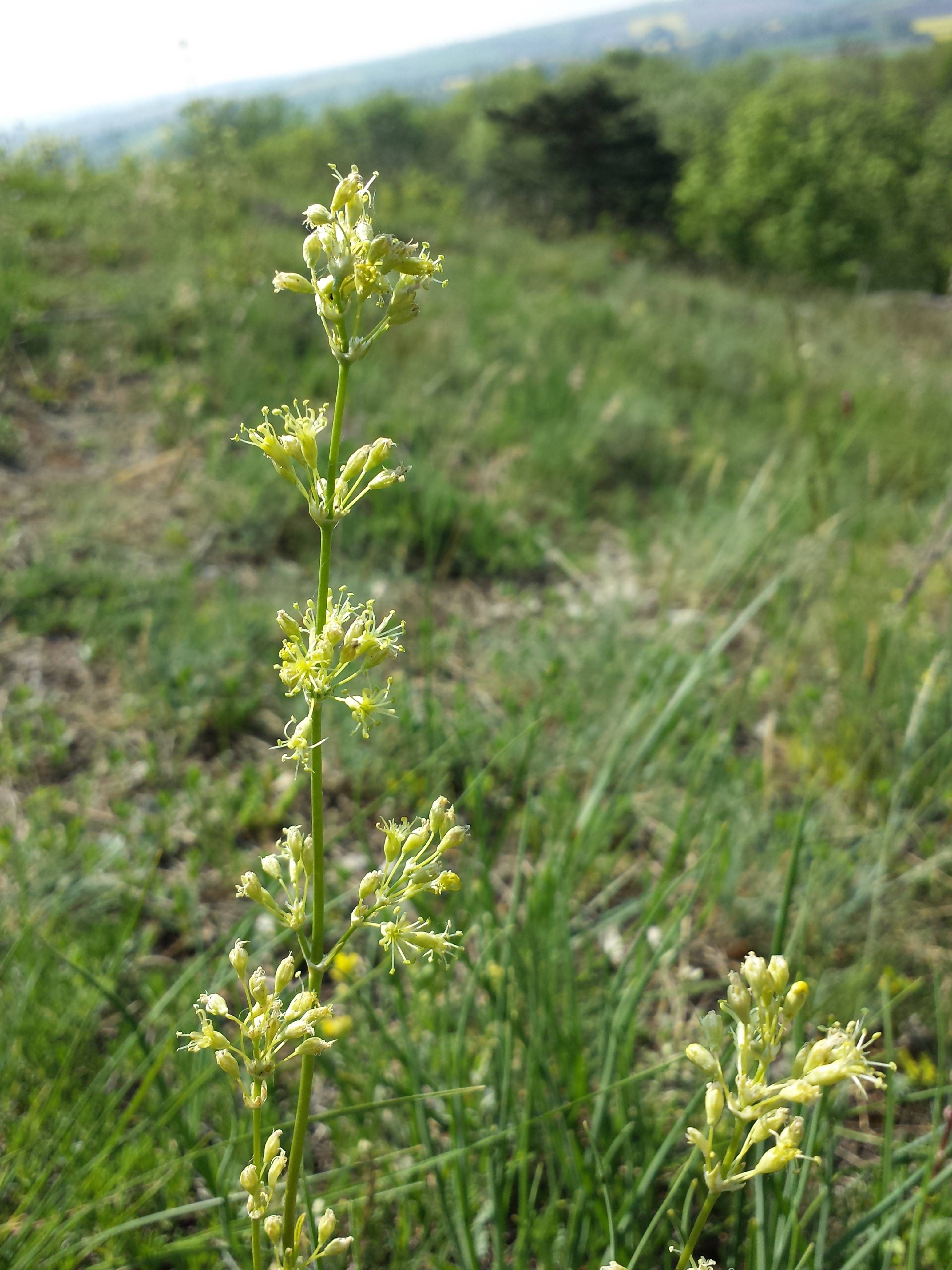 yellow-white flowers and buds 
on lime stems