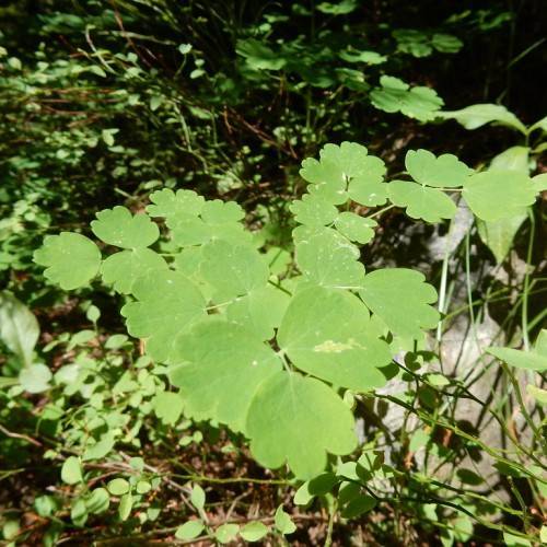 light-green leaves and stems