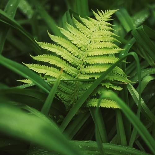 lime-green foliage