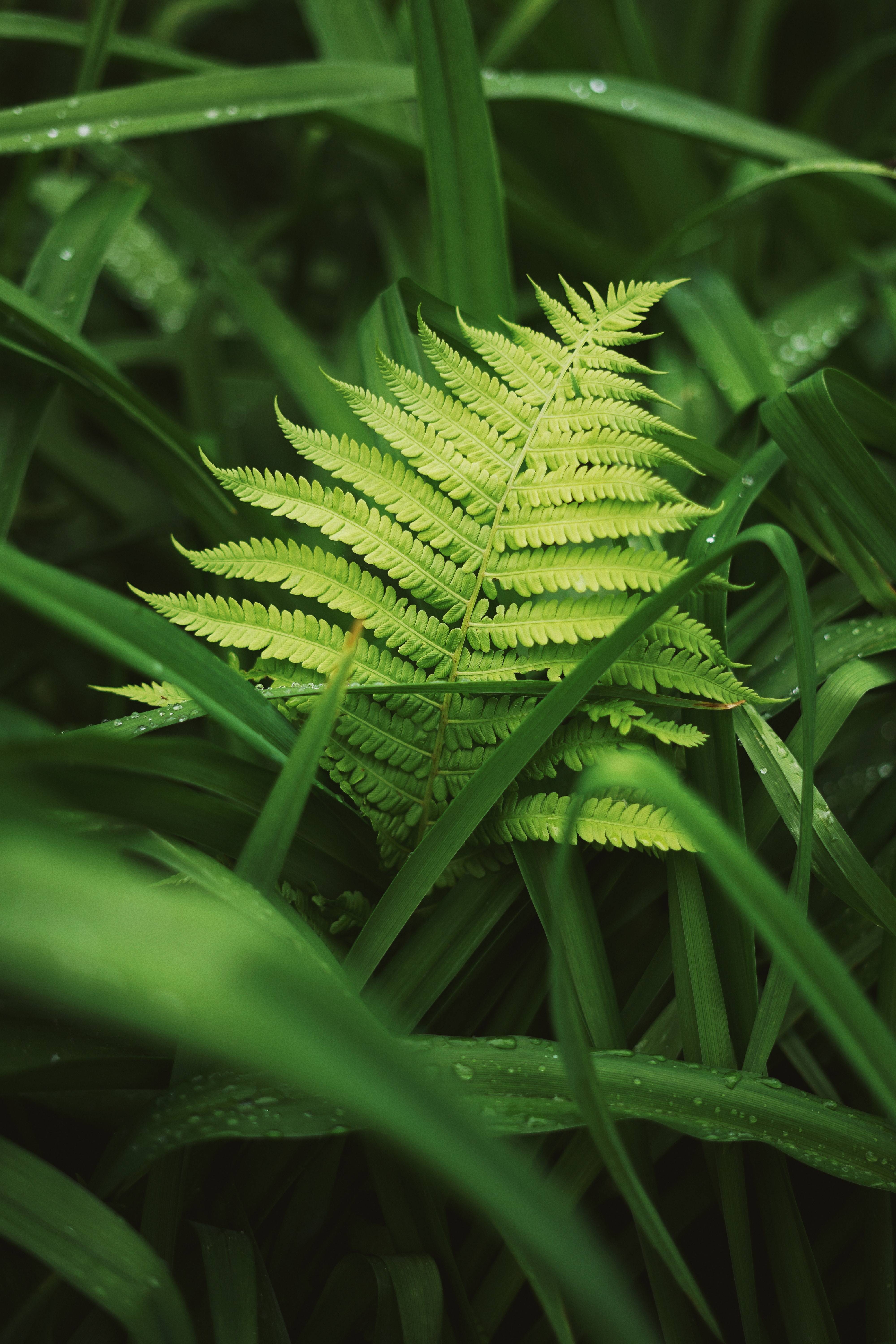 lime-green foliage