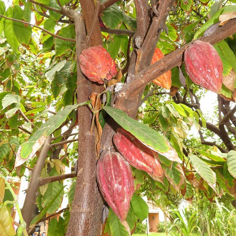 Cacao Image