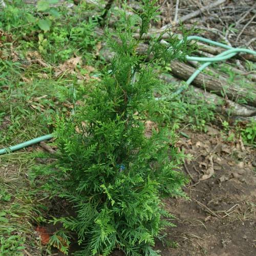 green foliage with brown stems