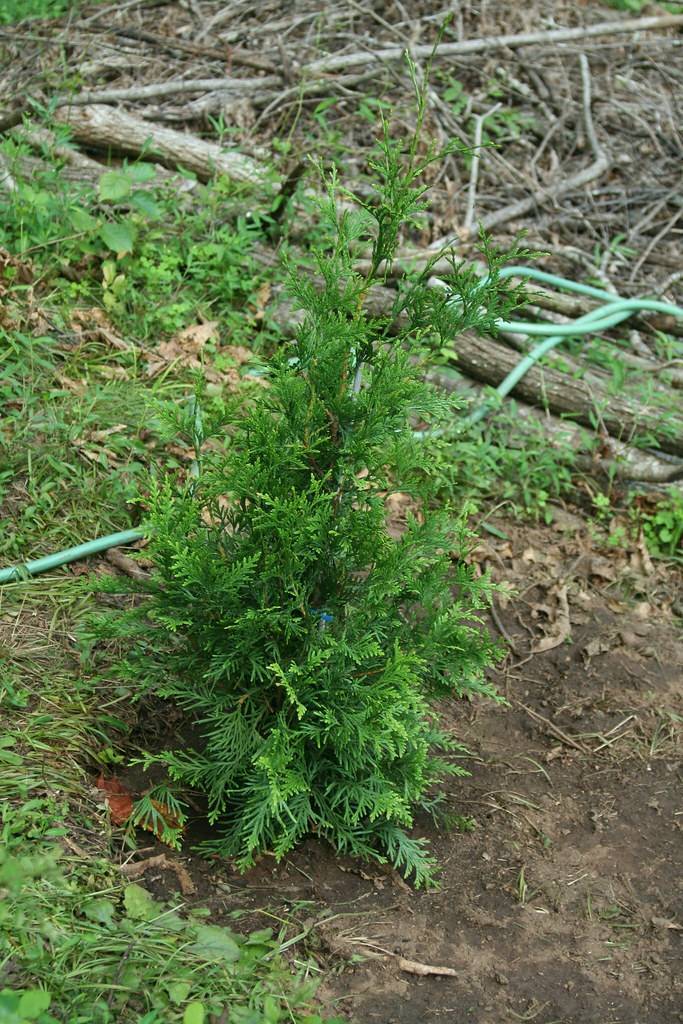 green foliage with brown stems