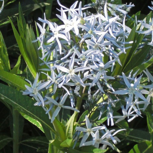 Light-blue star-shaped flowers with off-white center, yellow midrib, green leaves and stems, light-blue buds.