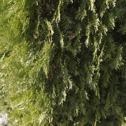 olive foliage with brown stems
