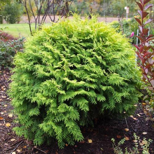 lime-green bush