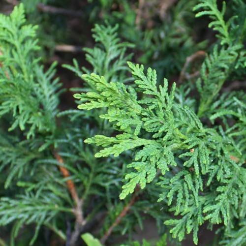 lime-green foliage with orange-brown stems