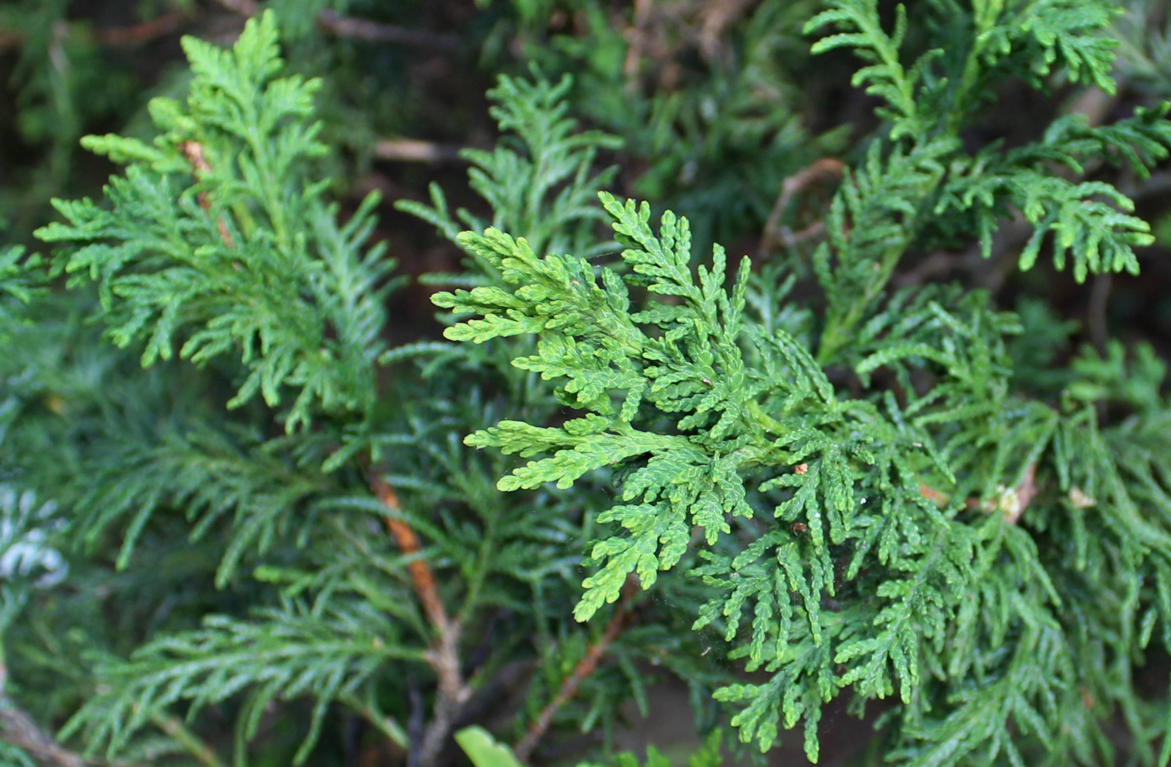 lime-green foliage with orange-brown stems