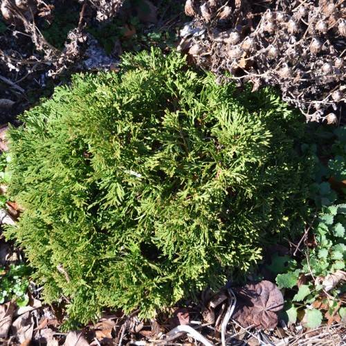lime-green foliage with brown stems