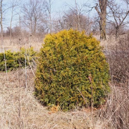 gold-green bush with brown stems