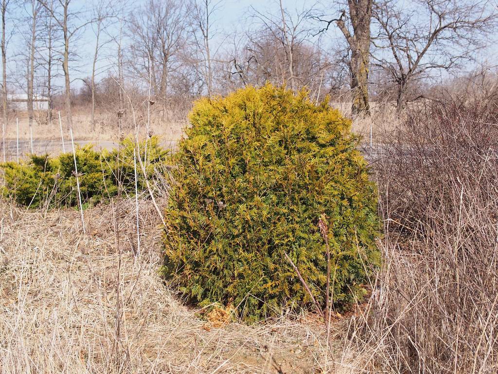 gold-green bush with brown stems