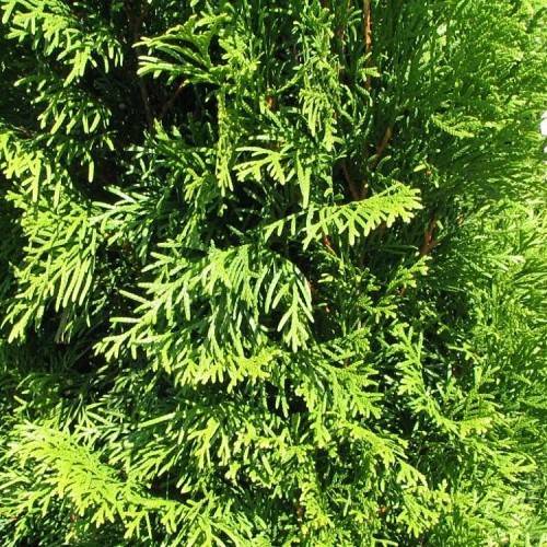 lush-green foliage with orange-brown stems