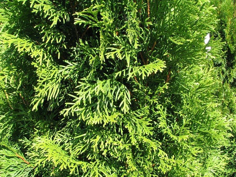 lush-green foliage with orange-brown stems
