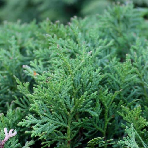 green foliage with green stems