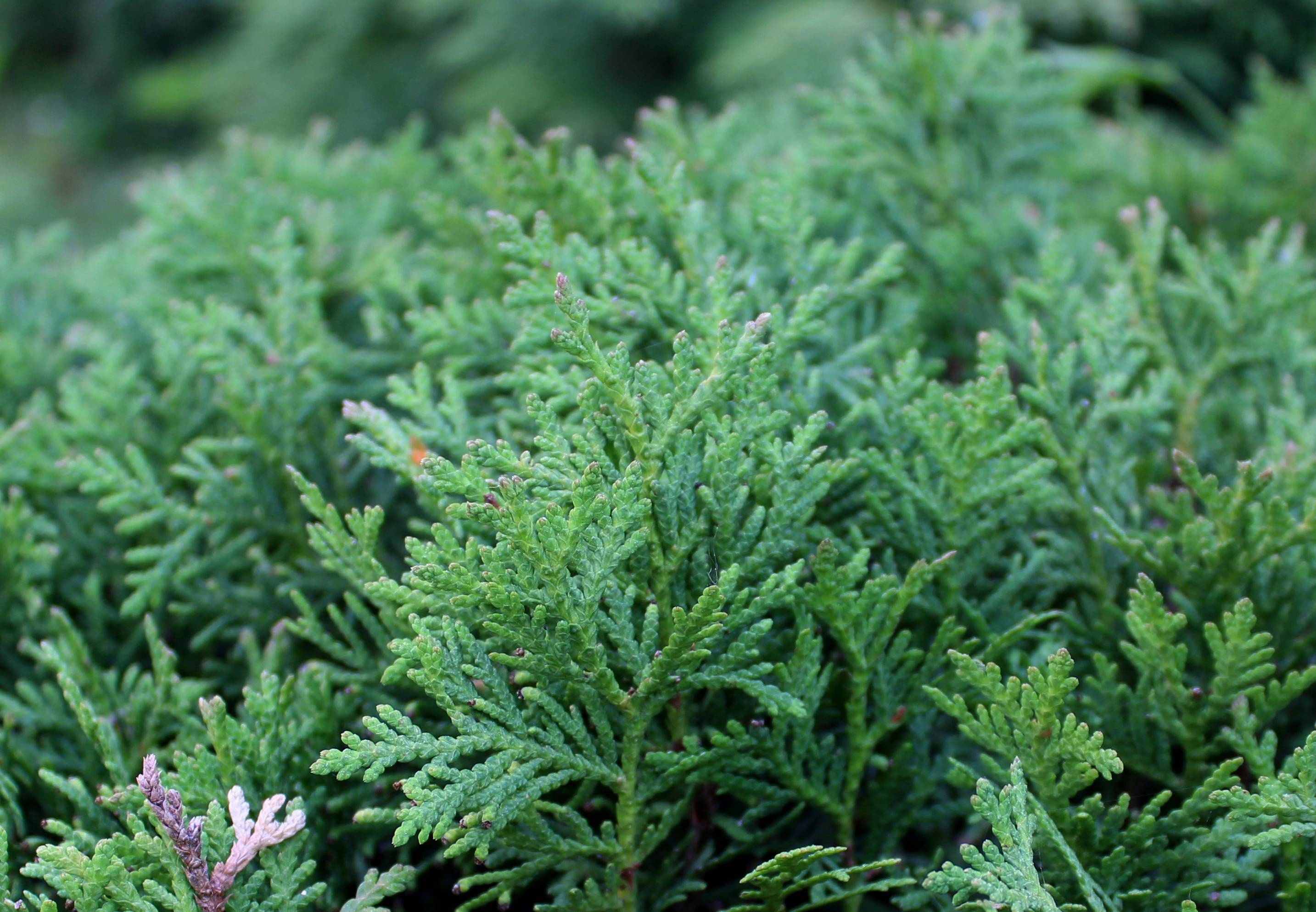 green foliage with green stems
