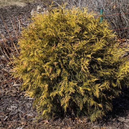 gold-olive bush with brown stems