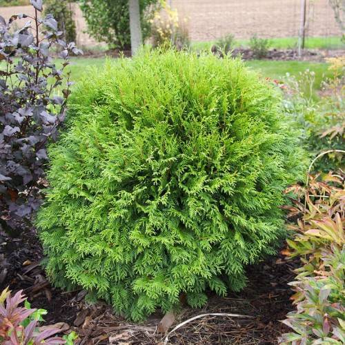 lush-green bush