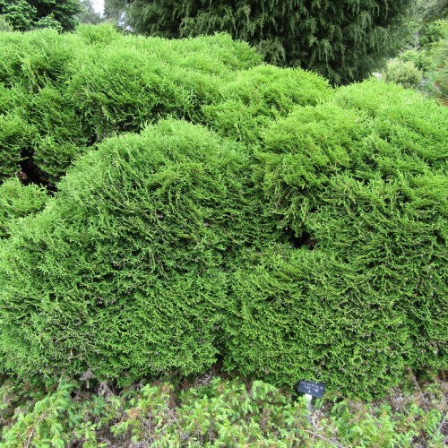 Green foliage.