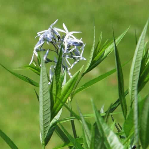 light-blue flowers with green leaves and stems