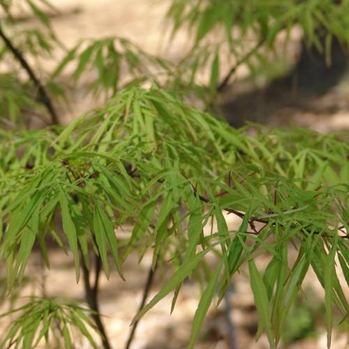 Red-Brown stems having green leaves.